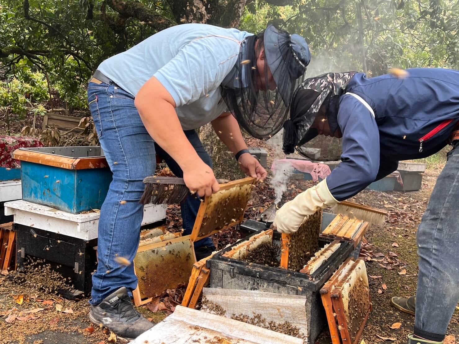 昇鋒蜂場掌握獨到養蜂技術、深具敏銳環境觀察與蜂場管理，生產的蜂蜜在農藥或抗生素檢驗都是零檢出。（照片來源／森果川自造所提供）