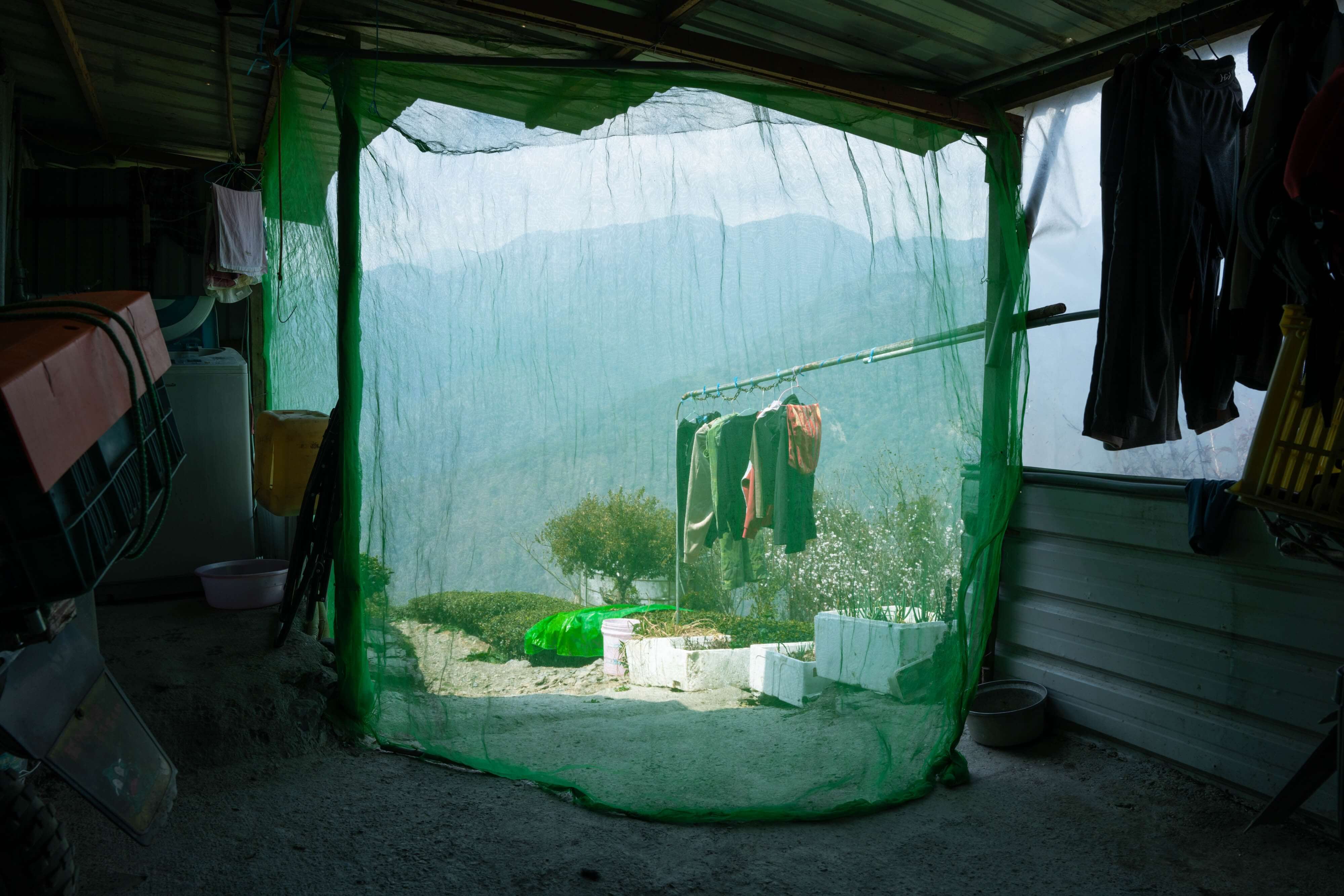 一對越南移工夫婦住在茶園最上方的工寮，因茶園使用雞糞當肥料，易引來蒼蠅，他們用紗網防堵蒼蠅飛入屋內。