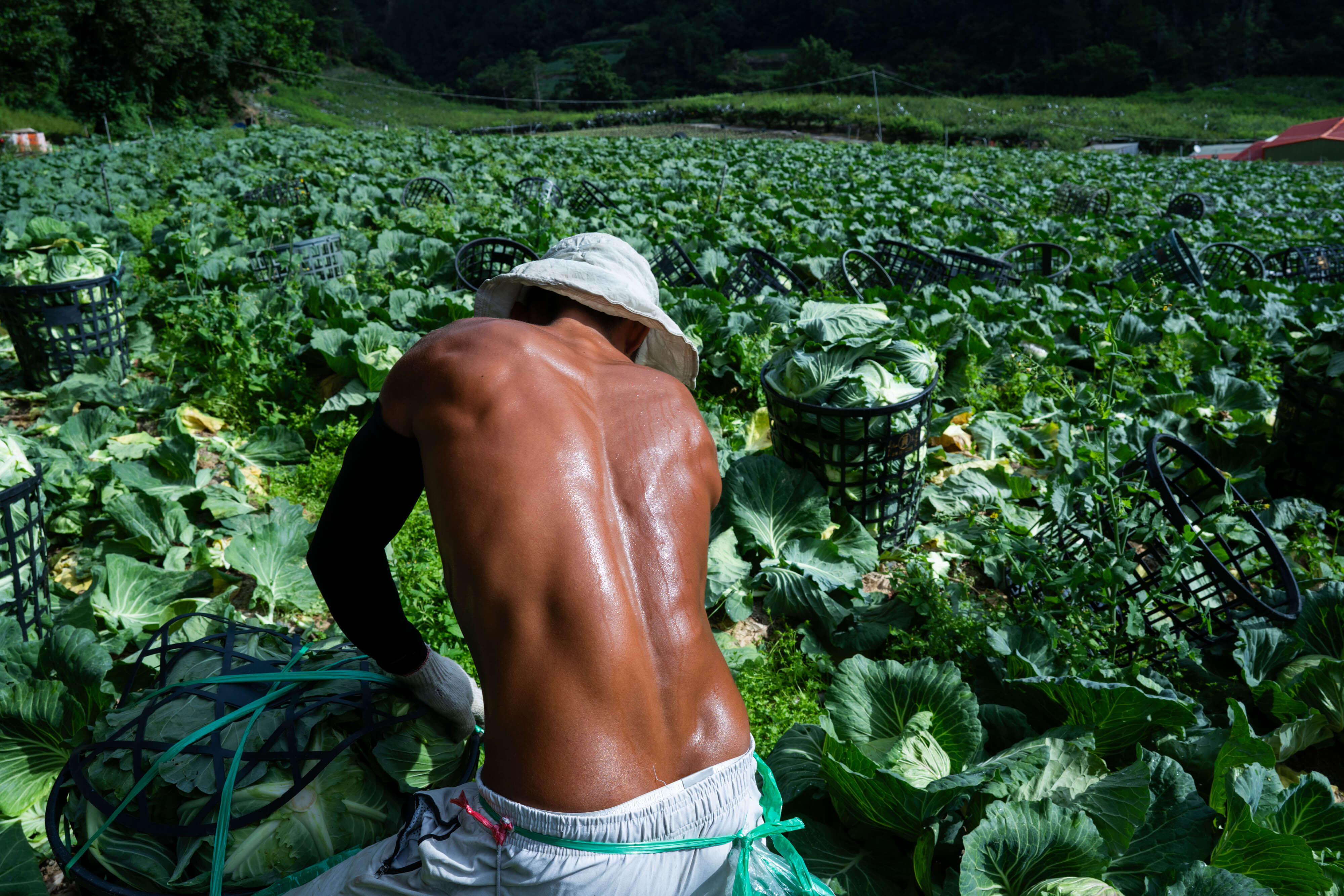 移工們打赤膊採收高麗菜。移工採收高麗菜案件計酬，菜砍得越多賺越多，他們一天要將至少一萬公斤的高麗菜扛上貨車，雖然收入不錯，但是工作勞累，身體也為此付出代價。