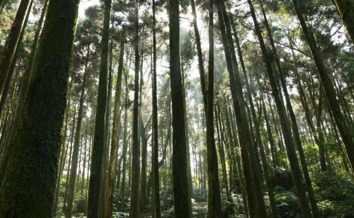 禾煦熊空的杉林古棧散發仙氣氛圍。圖片來源|禾煦熊空