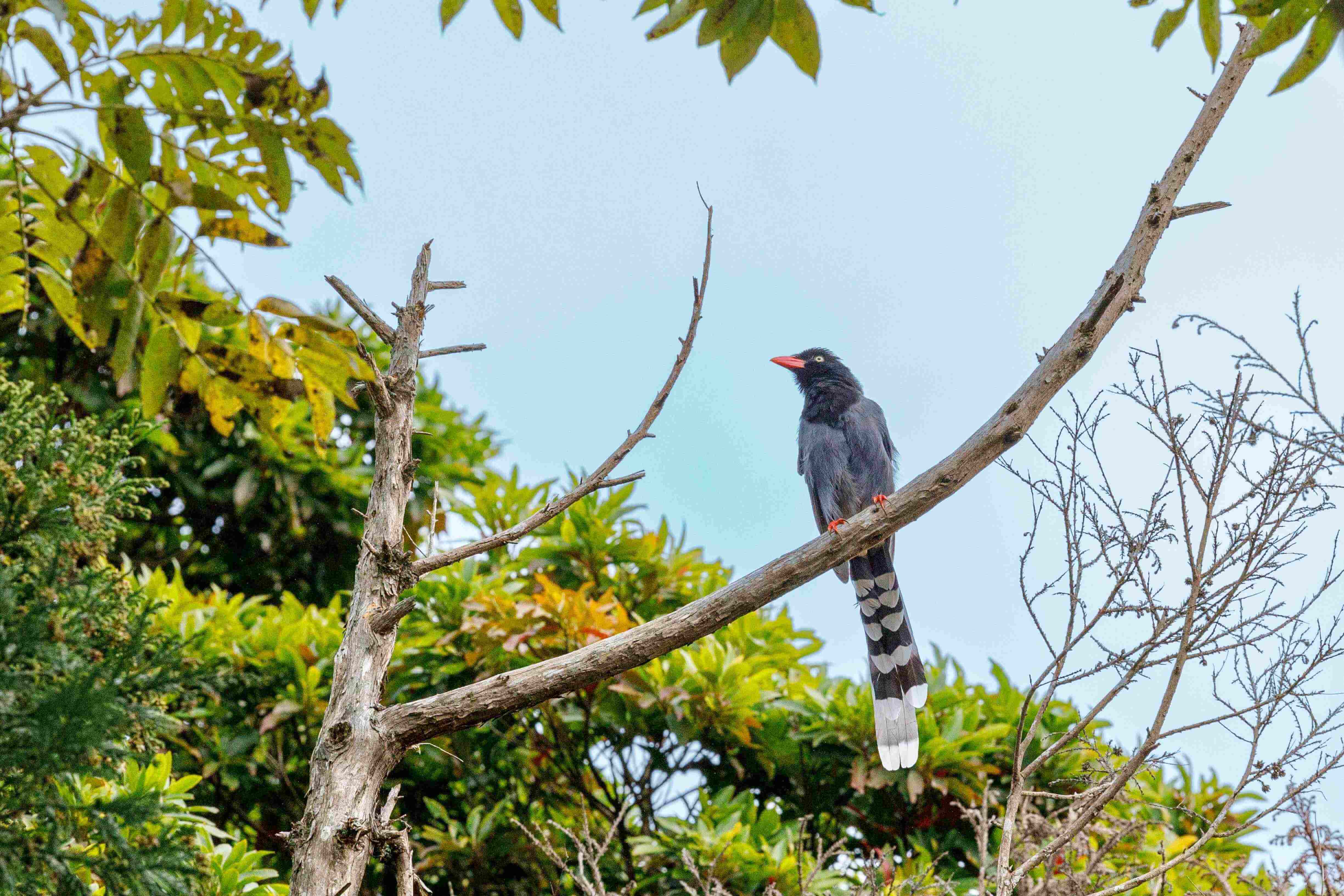 陽明山是台灣藍鵲的棲息地，因此在營區也能看見藍鵲的在樹梢間活動的身影。攝影｜葉琳喬