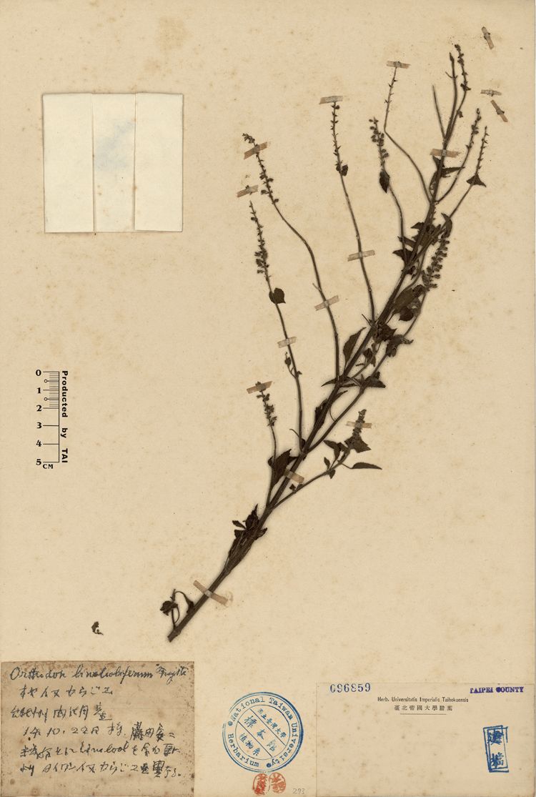 藤田安二於1939年10月22日採集的犬香薷標本，現收藏於台灣大學植物標本館。圖片來源／台灣植物資訊整合查詢系統