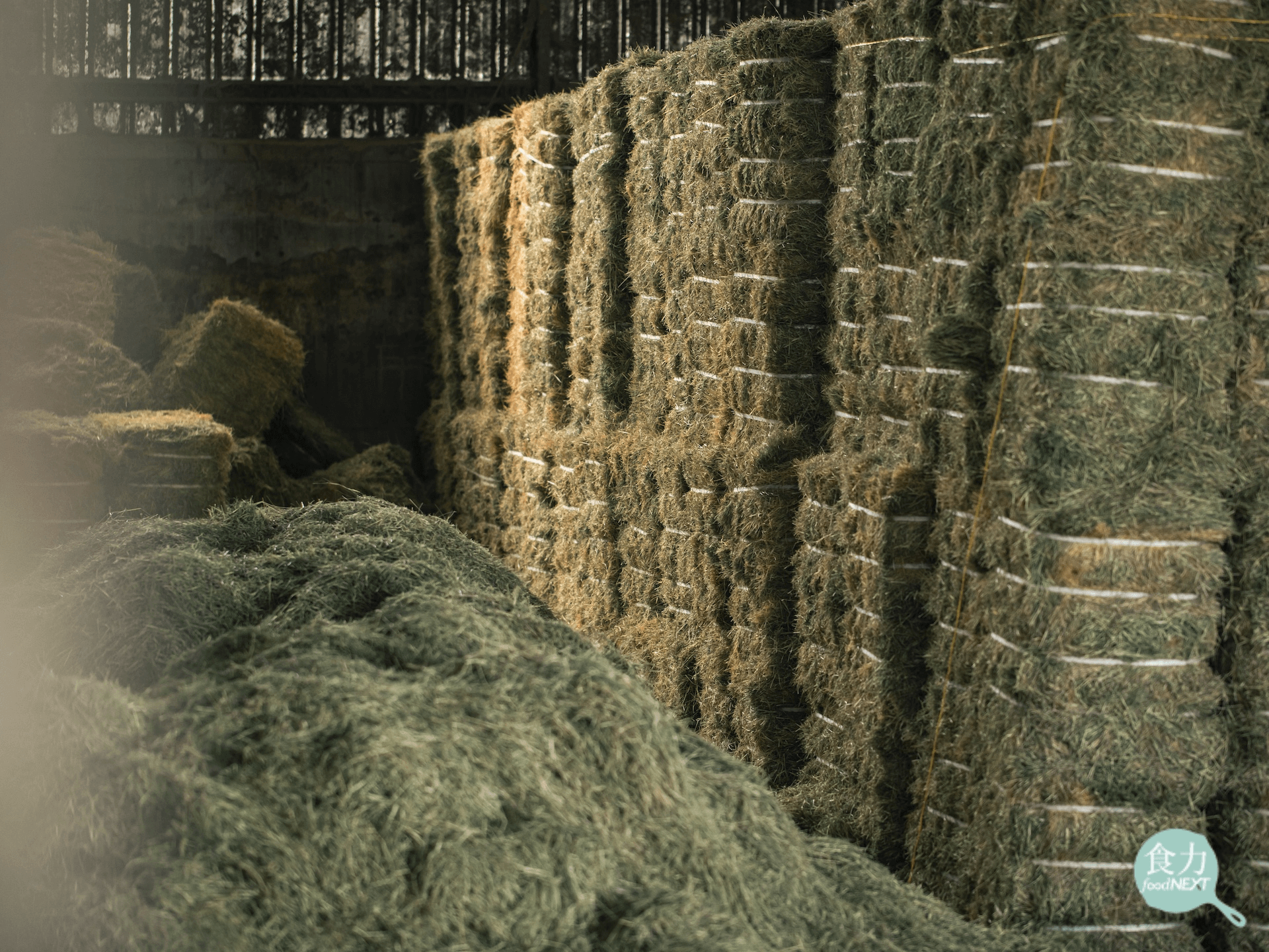 乳牛食用的飼料如大豆、玉米和牧草等都受限於台灣氣候而需仰賴進口，進口價格隨國際物價波動。受到國際航運超載影響，草料供應不穩定，若能建立本地牧草生產供應鏈，將有助於降低生產成本。攝影／張偉明