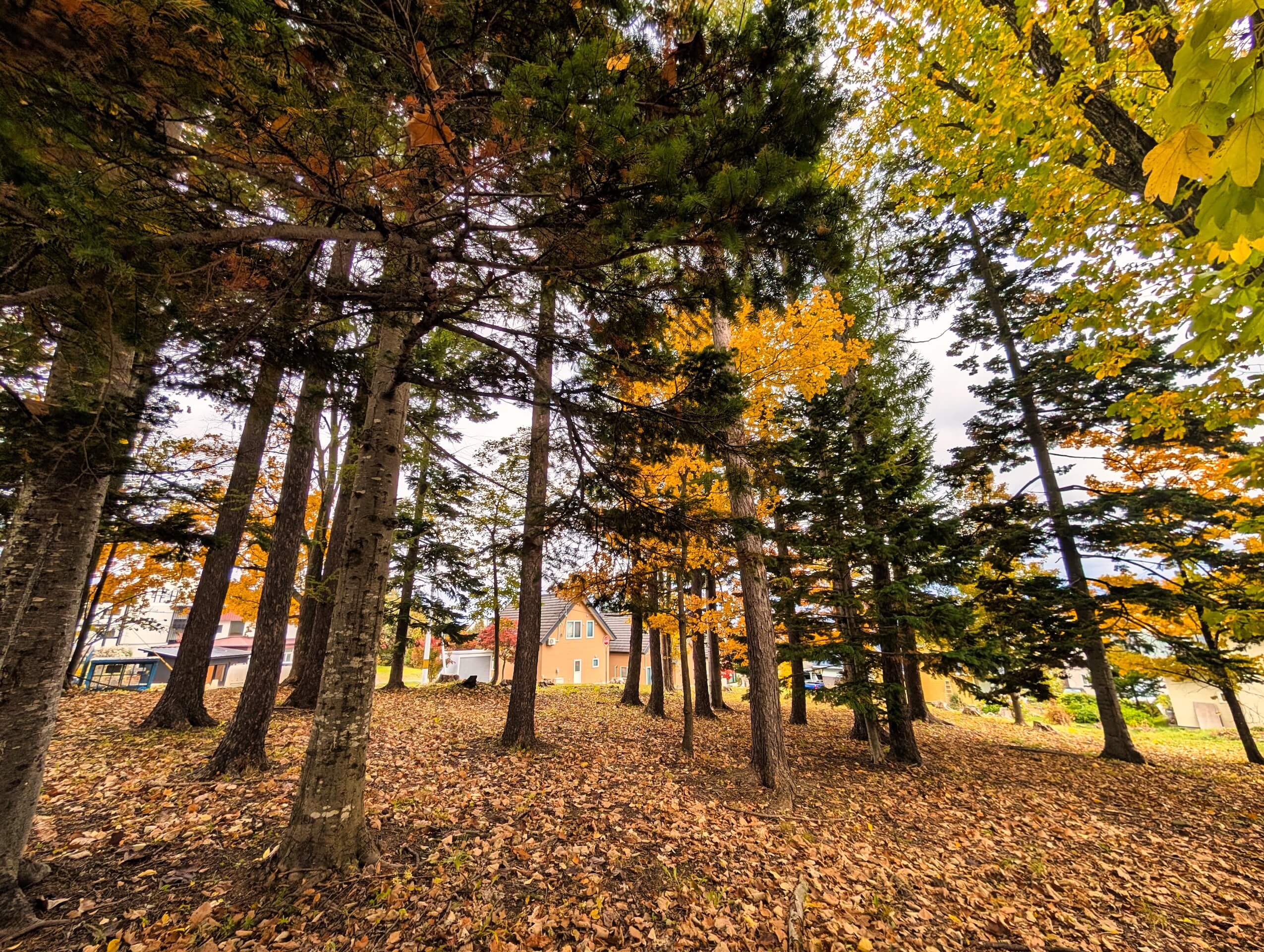 漫步Nozo Hotel後巷，驚喜發現一座小森林。