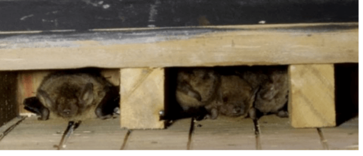 台西風場附近，被引導遷入巢箱中的東亞家蝠。（照片提供：許鴻龍導演）