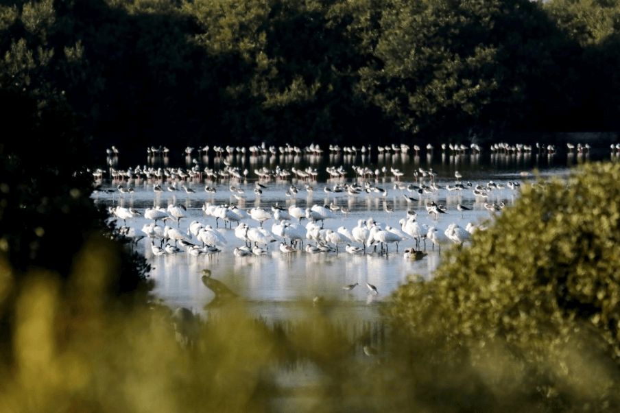 興達發電廠永安濕地，台電選擇只蓋三分之一，留下三分之二給濕地。（照片提供：台電）