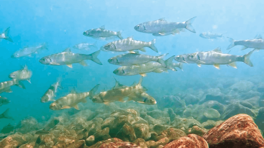 大甲溪發電廠的大甲溪馬鞍壩區域，是臺灣石𩼧、臺灣白甲魚（苦花）與纓口臺鰍等原生魚種的重要棲地。（照片提供：許鴻龍導演）