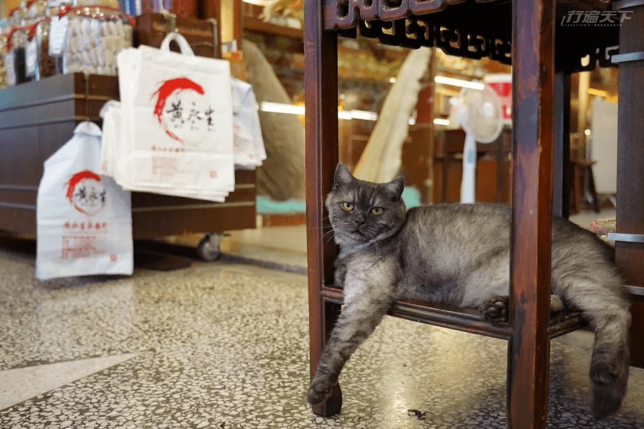 薯條因為一張慵懶厭世臉獲得大批網友喜愛。（圖片來源：行遍天下）