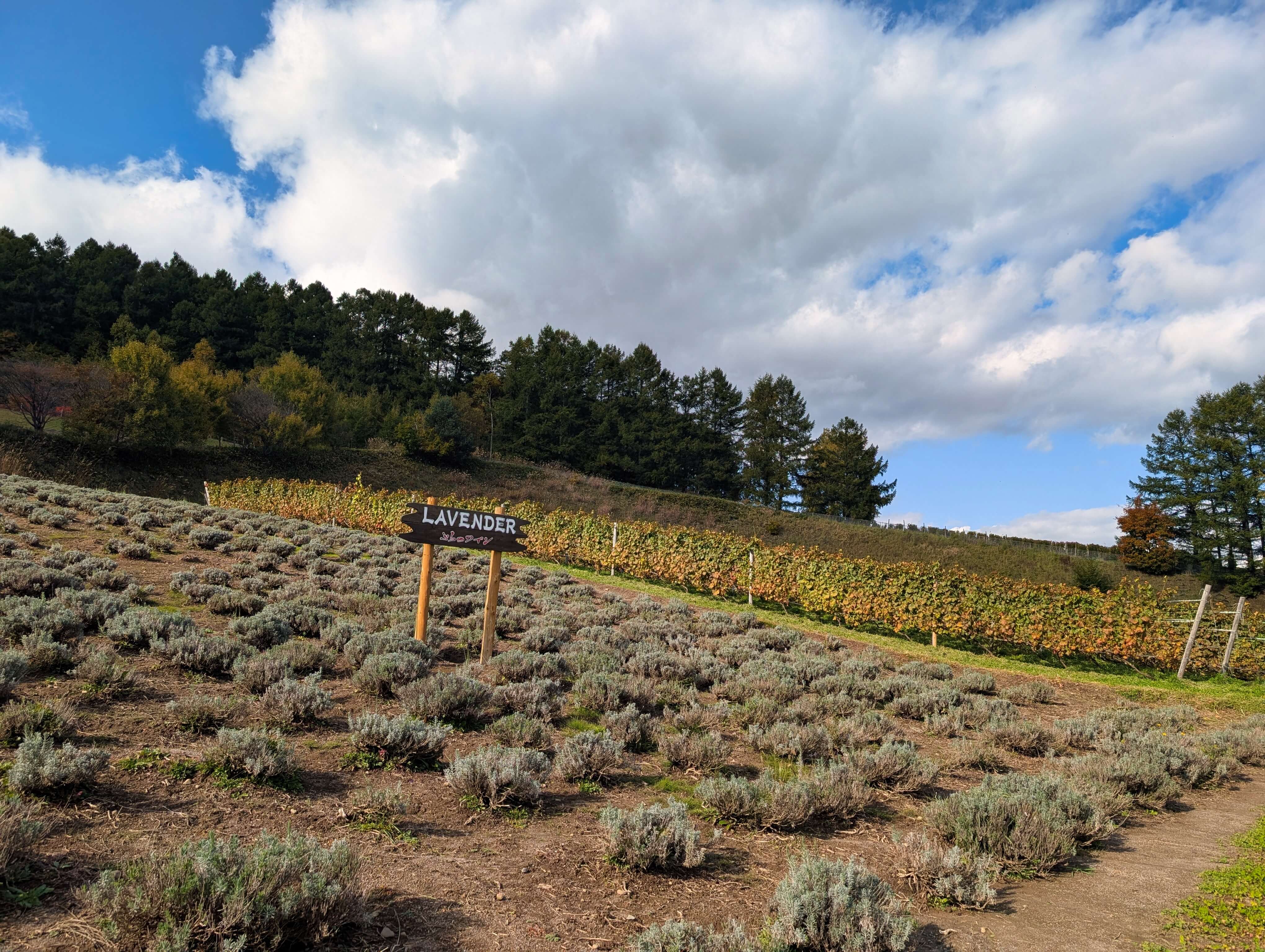 融合薰衣草園與葡萄園的酒莊，是世界獨一無二的景緻。
