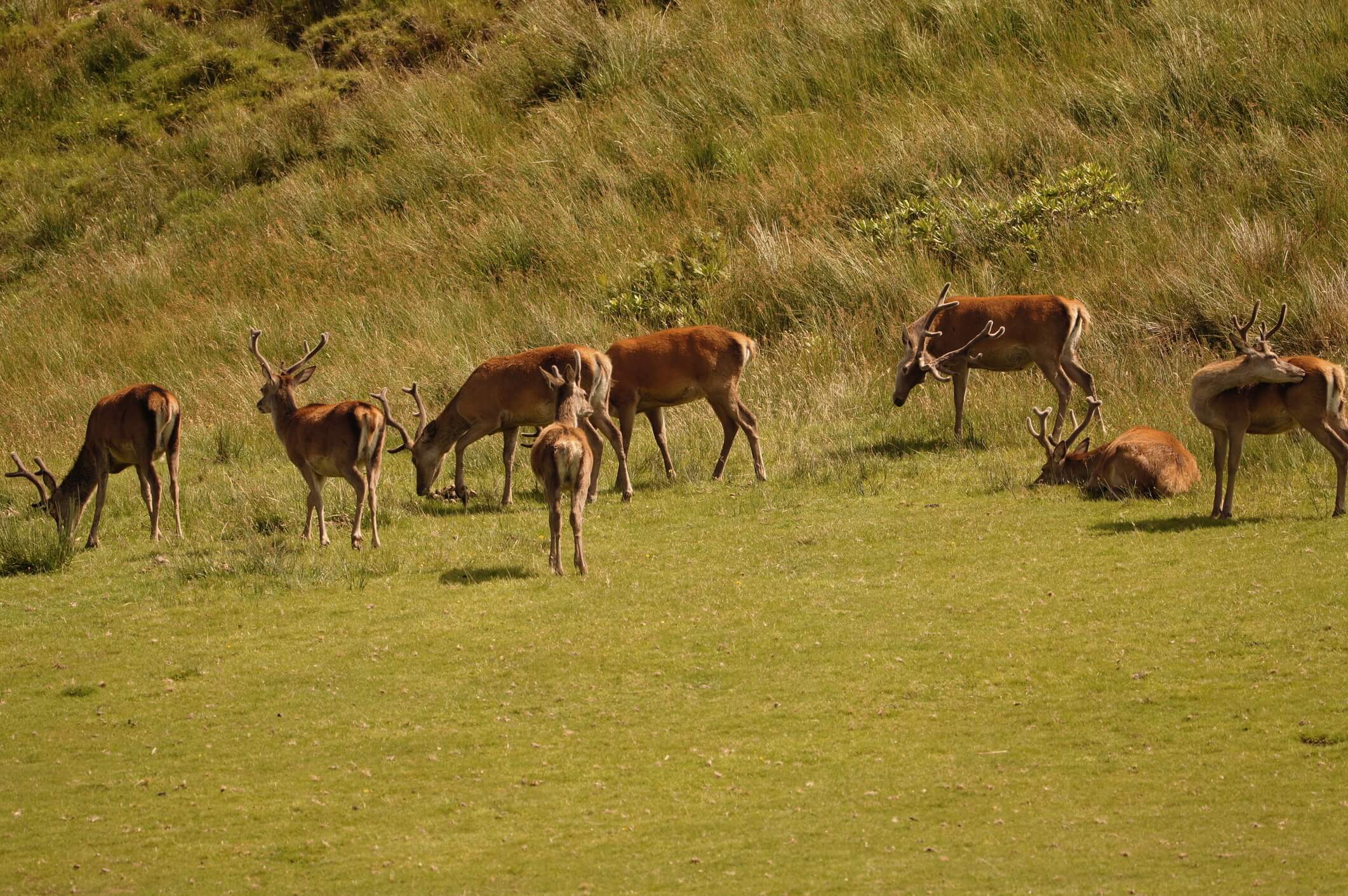 吉拉島上的紅鹿(Cervus elaphus) ，平常神出鬼沒不容易跟拍。