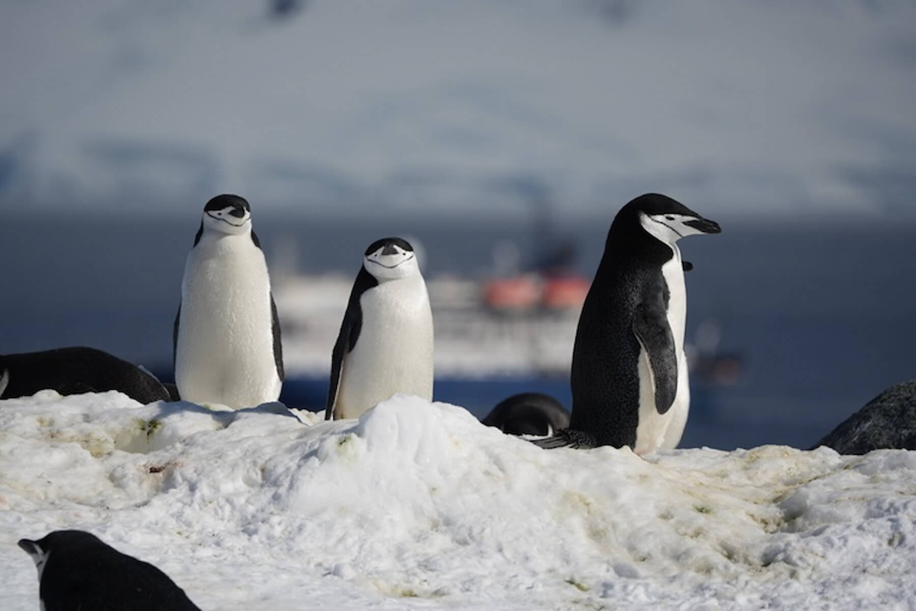 在南極可看到滿坑滿谷的企鵝，牠們搖搖擺擺的模樣惹人憐愛。（圖／雄獅旅遊） 