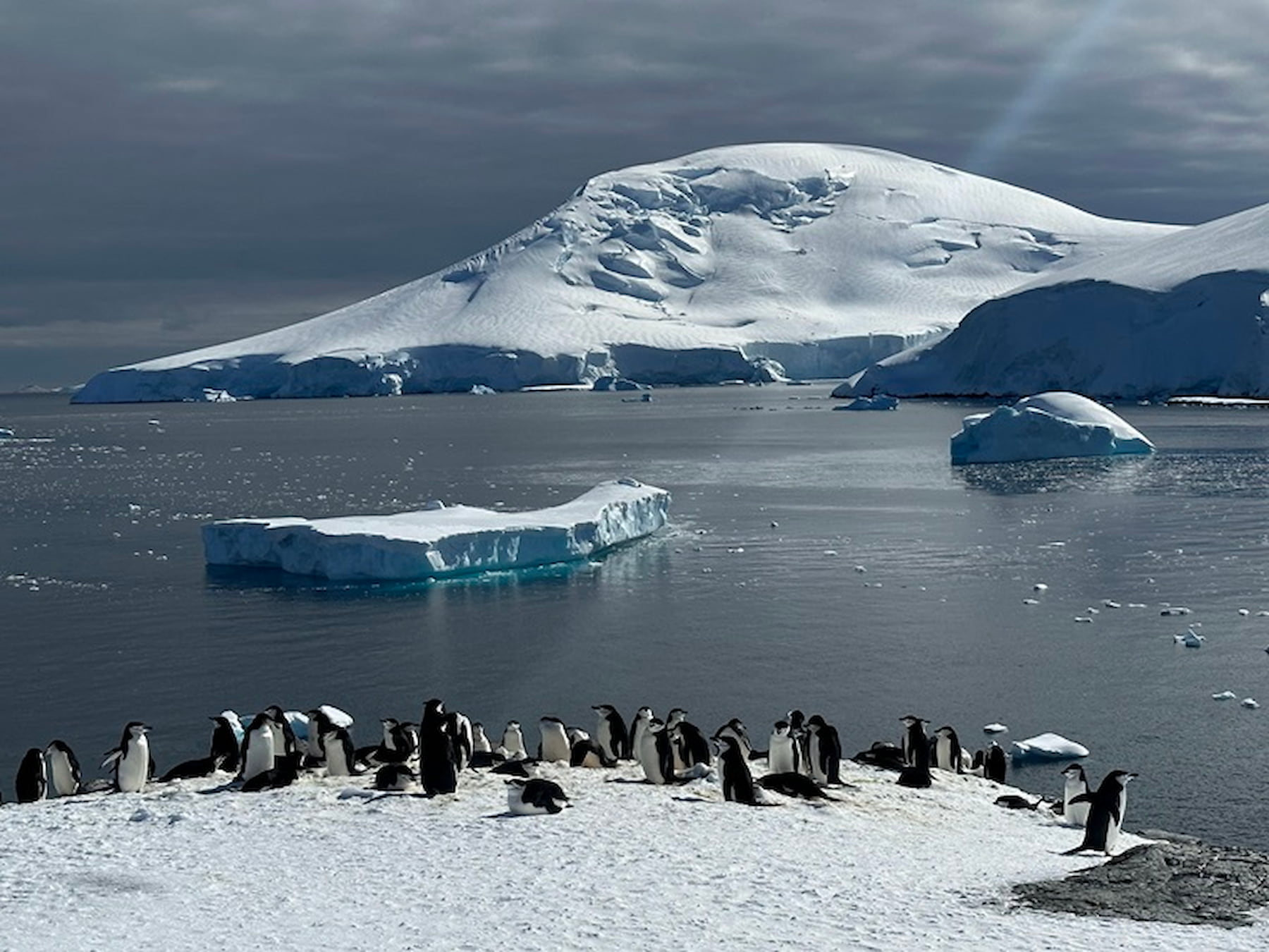 在南極看到動物的豐富性，都取決於當下氣候、船長的經驗與判斷。（圖／雄獅旅遊） 