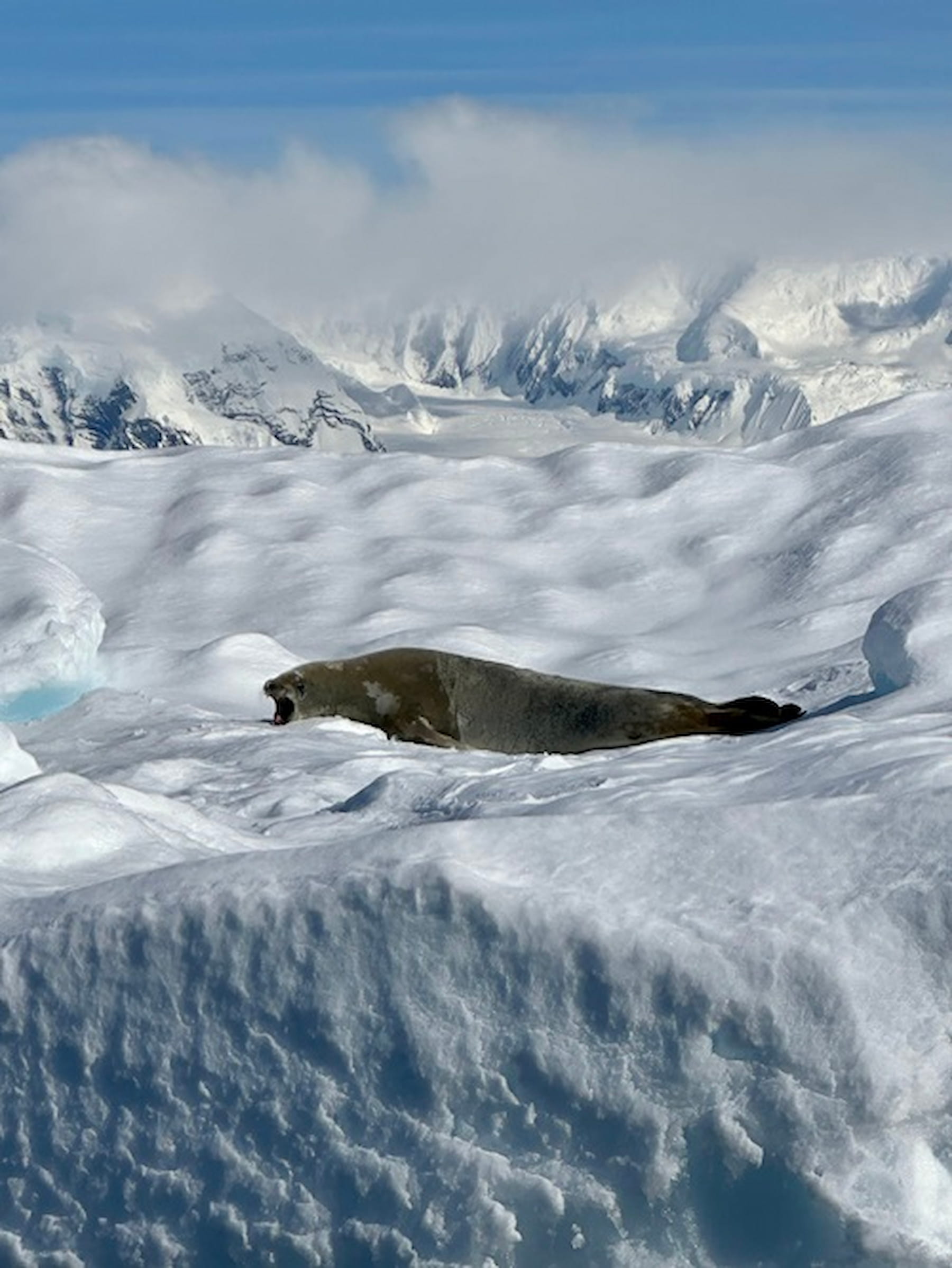 在南極可看到懶洋洋曬太陽的海獅。（圖／雄獅旅遊） 
