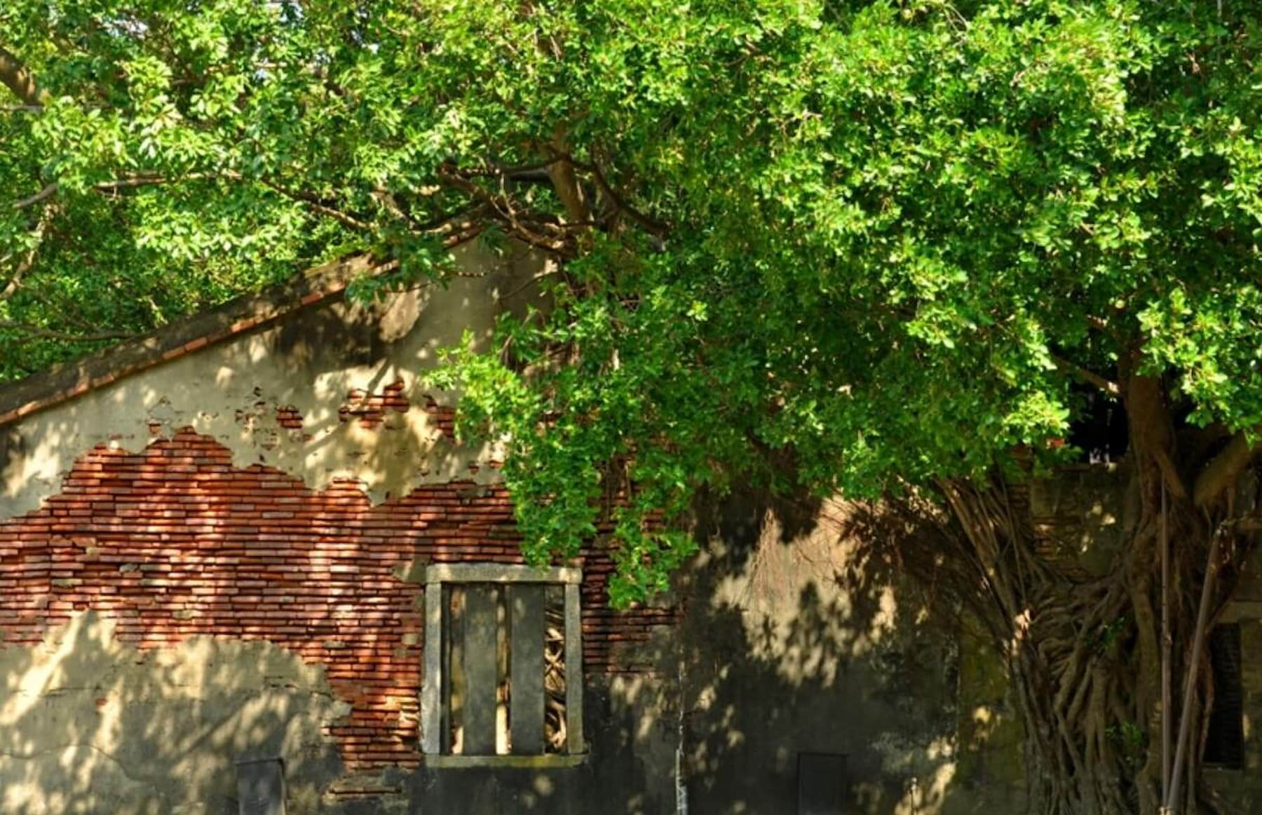 台南安平樹屋（圖片來源／欣傳媒資料庫）