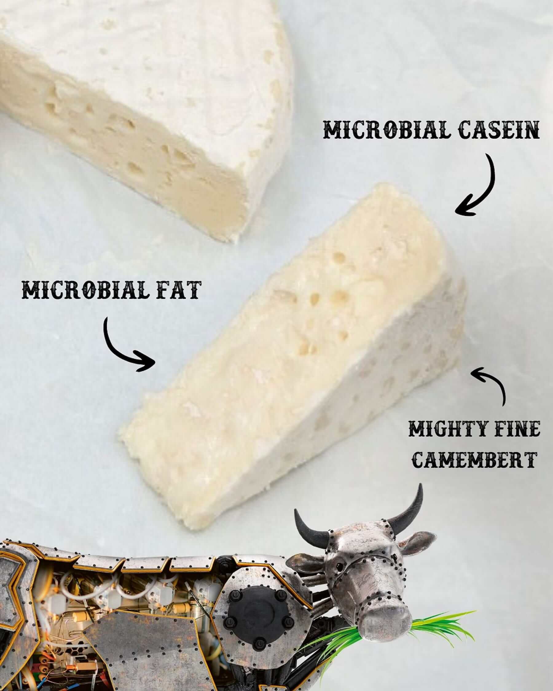 荷蘭與比利時新創Those Vegan Cowboys研發發酵純素酪蛋白，作為植物性起司的原料。（圖片來源／社企流提供）