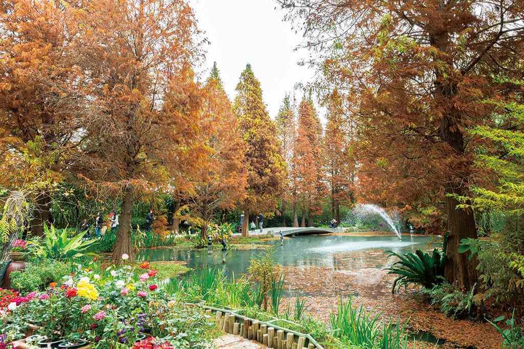 菁芳園位於彰化田尾花路花園一處隱蔽的小巷中，擁有落羽松美景。圖片來源｜交通部觀光署