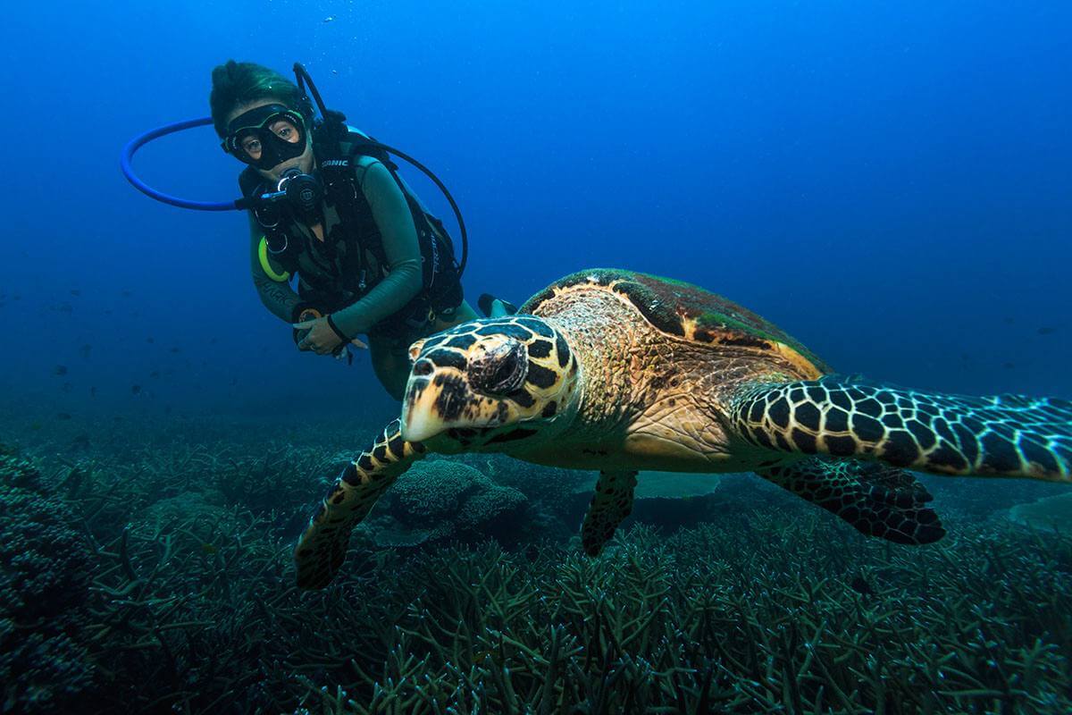刁曼島的潛水客與海龜。圖片來源｜刁曼島官方網站