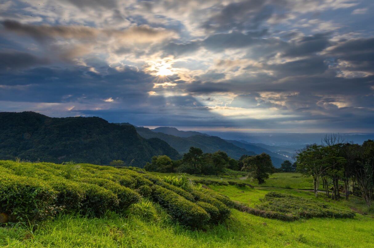 層層堆疊的茶樹。圖片來源|禾煦熊空