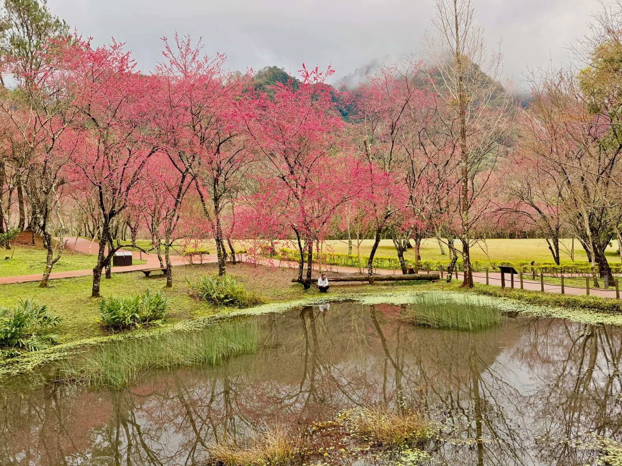 奧萬大八重櫻自二月開始開花（照片來源／奧萬大國家森林遊樂區）