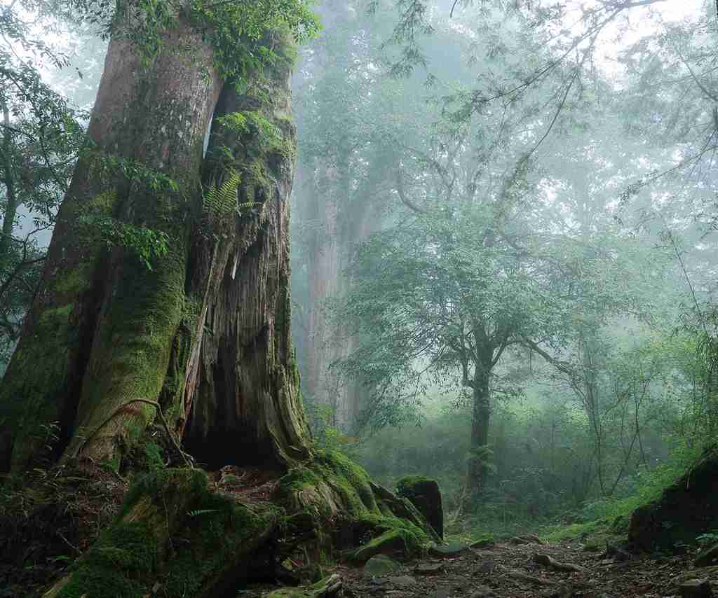 海拔超過2000公尺的阿里山以日出與百年森林鐵路聞名。圖片來源|交通部觀光署
