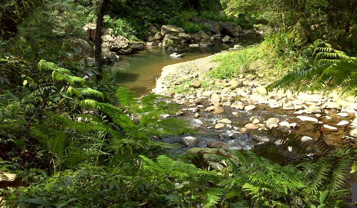 坪林有非常豐富的樹蕨。圖片來源｜新北市政府觀光旅遊局
