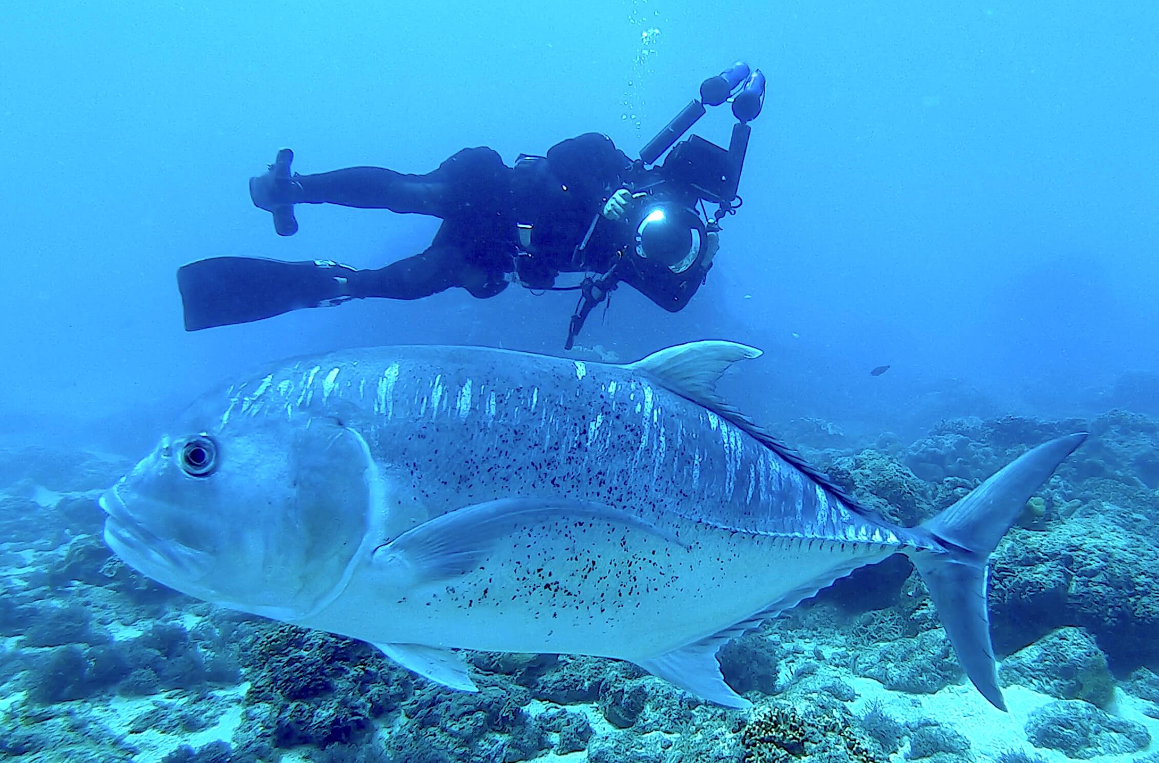 導演周文欽四年多的拍攝過程中，隨著夏曼・藍波安上山下海，重新認識海洋、山林與達悟文化。