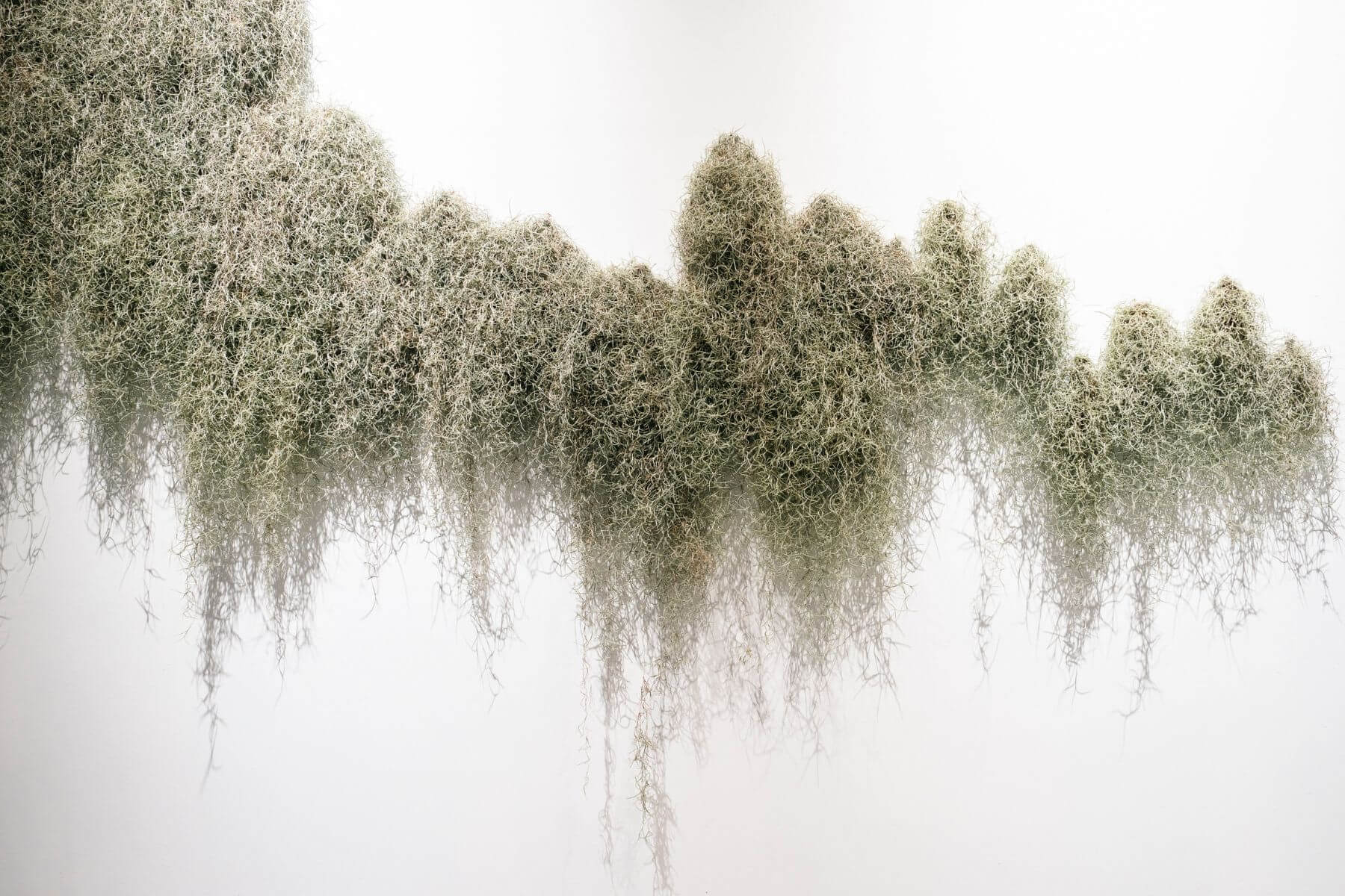 金維政《滲流的森林》,2024。松蘿鳳梨。尺寸依空間而定。