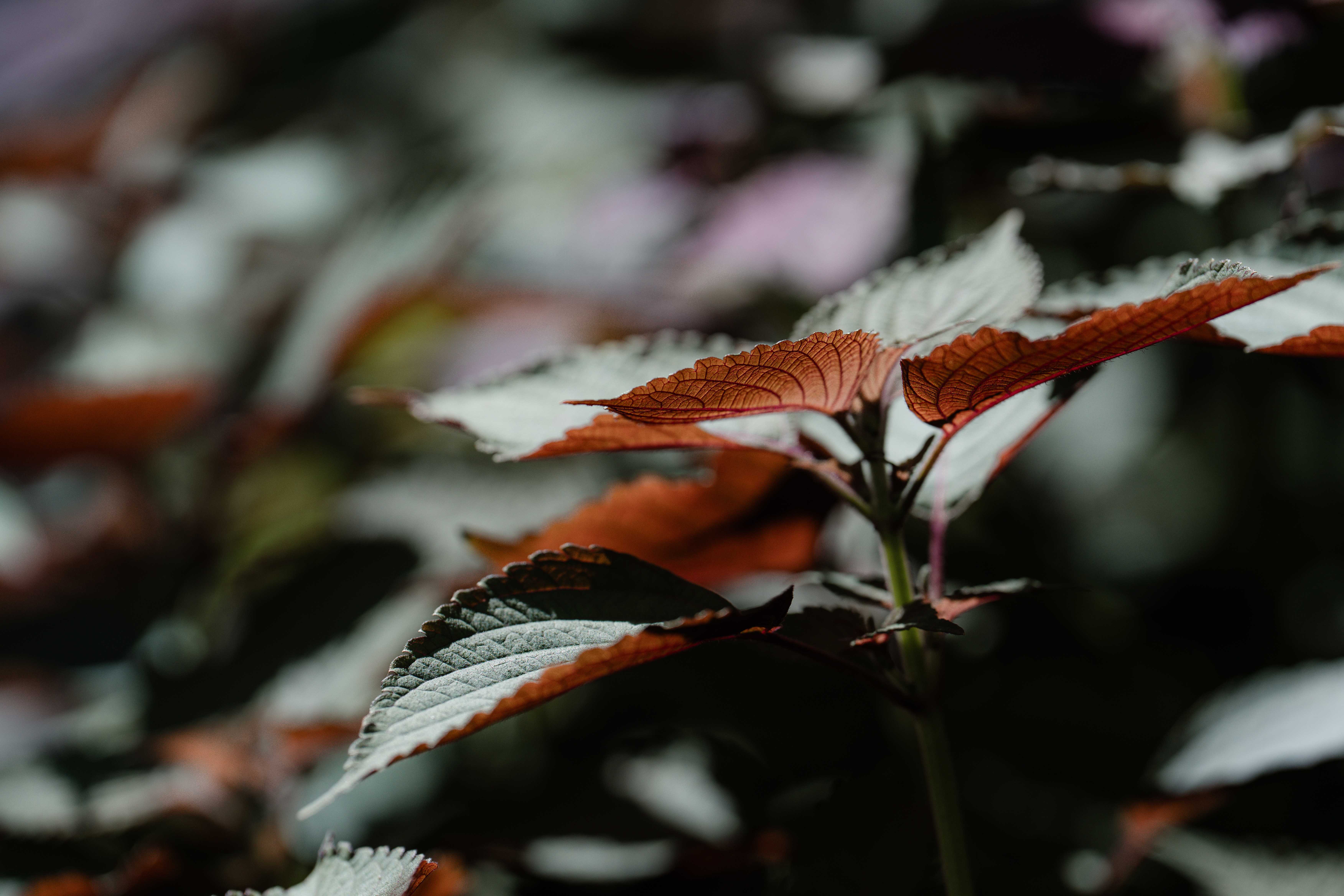 綠美圖「越南移民花園－無界花園」植物：紫蘇。圖片提供：臺中市立美術館。攝影：林峻永。