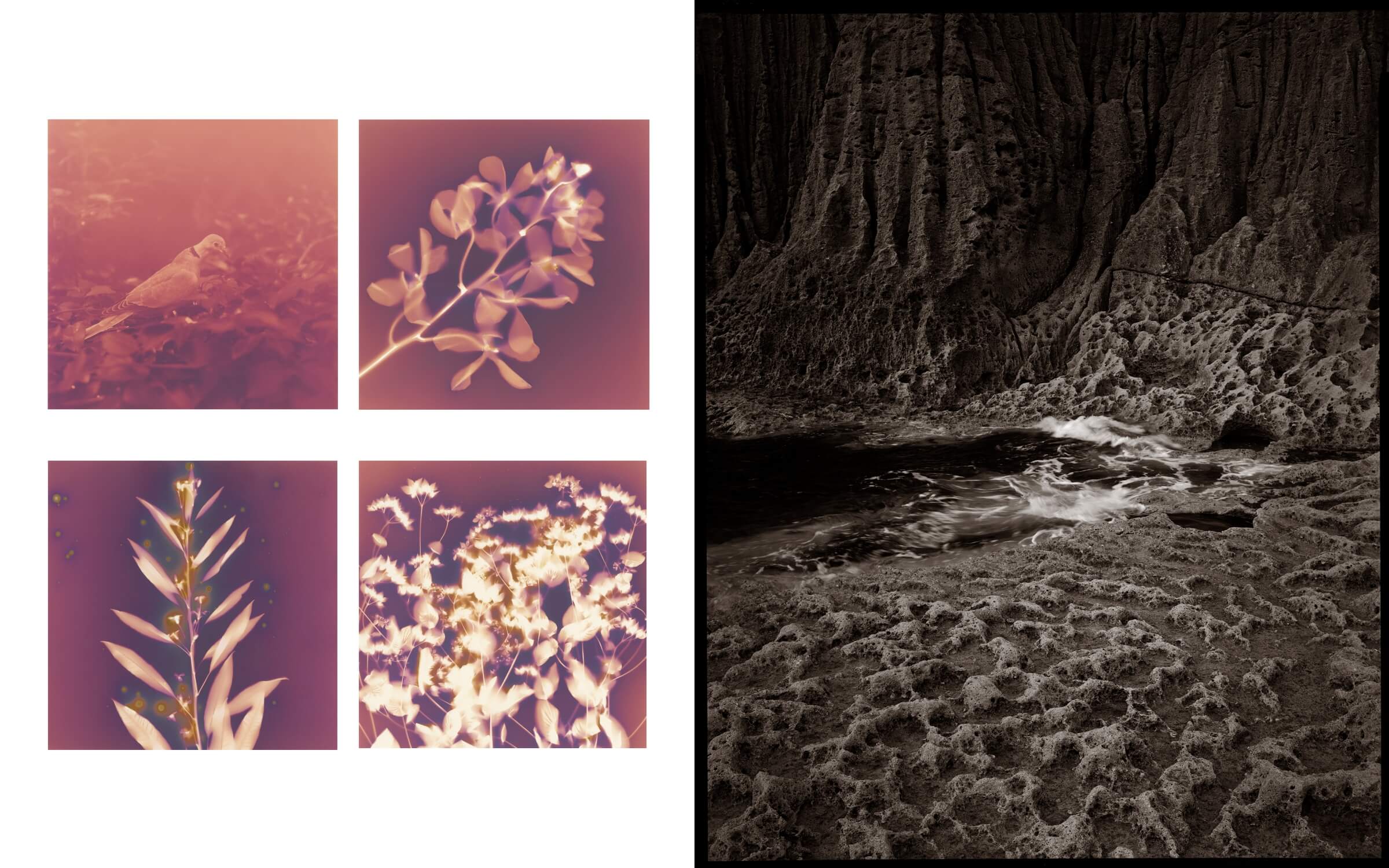 大野深美的「Maple of Light」（左圖）由獨特的Lumen Prints技法沖印而成；猪股良文文專精於古典暗房技術，右圖為他以濕版製作的攝影作品「Yucca gloriosa」