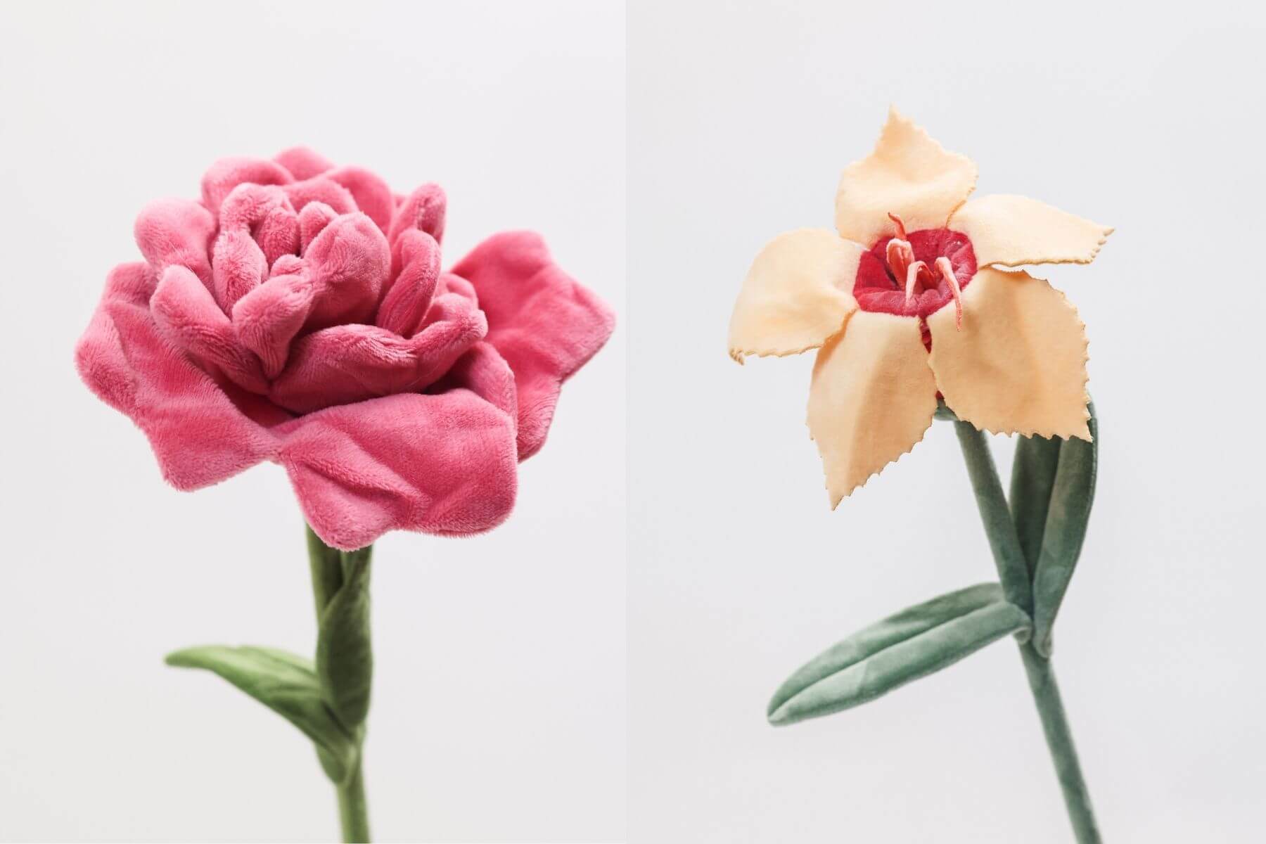 牡丹花與沙漠玫瑰
