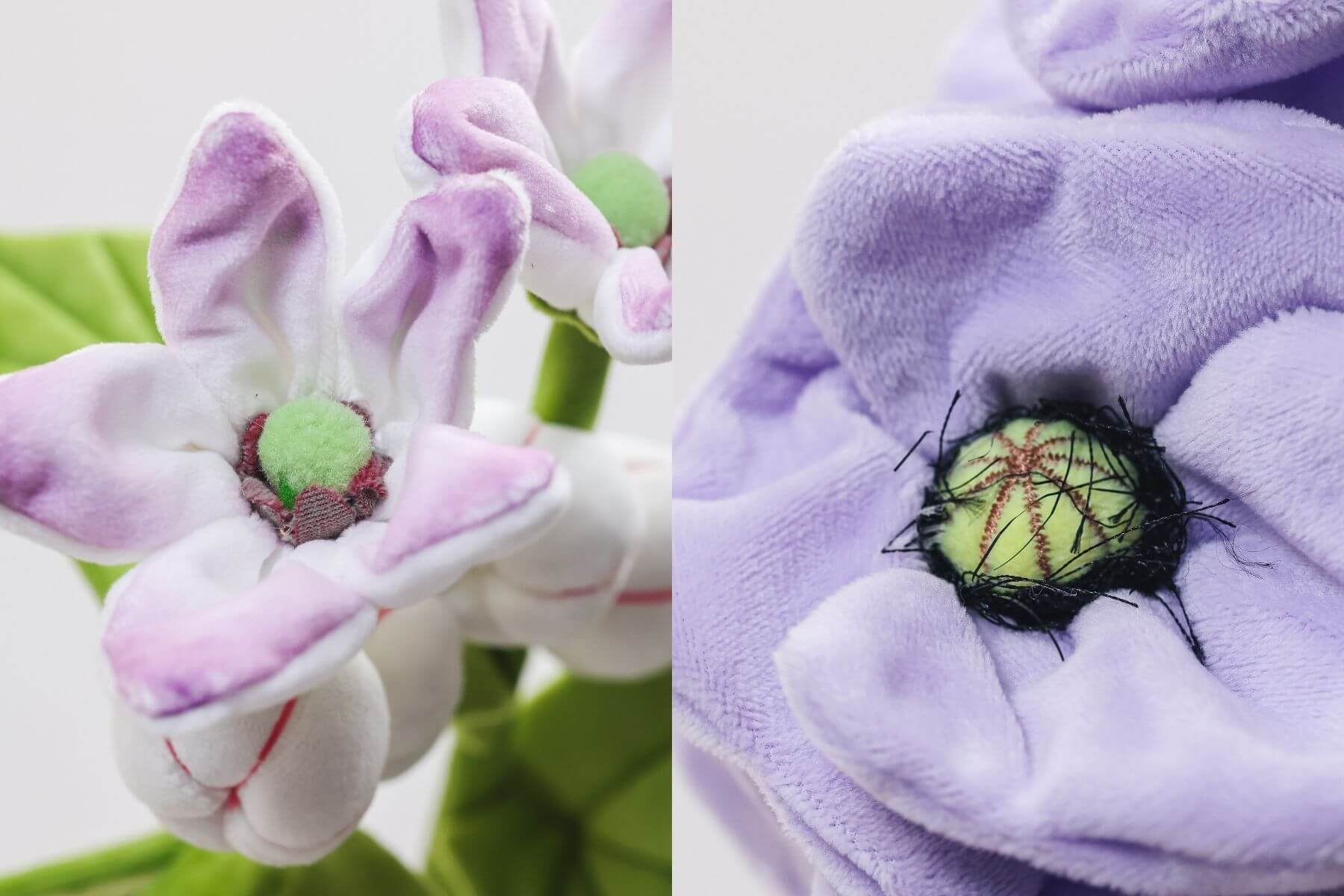 皇冠花與罌粟花