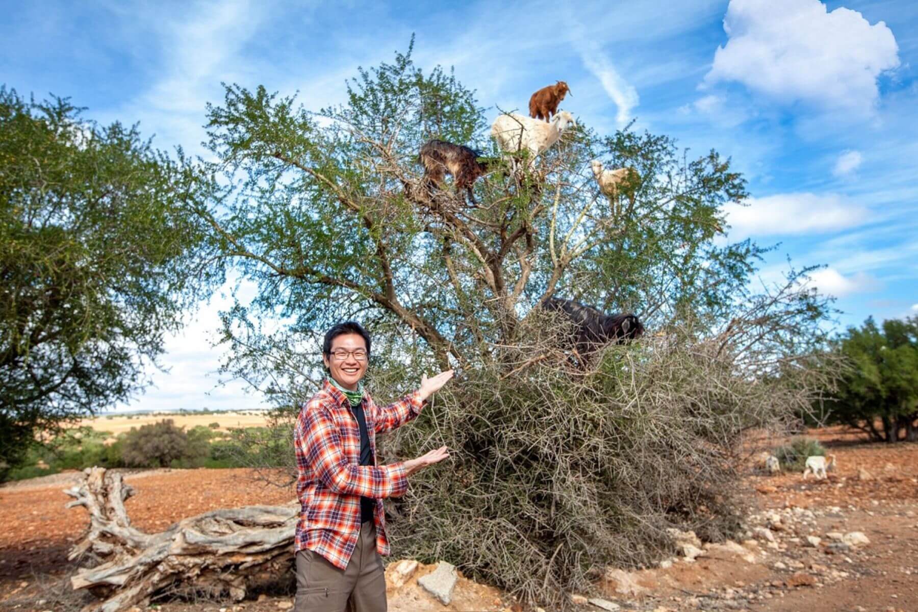 世界攝影師動感小帆,將帶領大家探索、拍攝摩洛特殊奇觀羊上樹(圖/動感小帆)