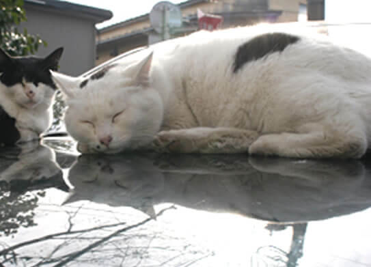 吉卜力工作室的真實貓咪「牛子（Ushiko）」