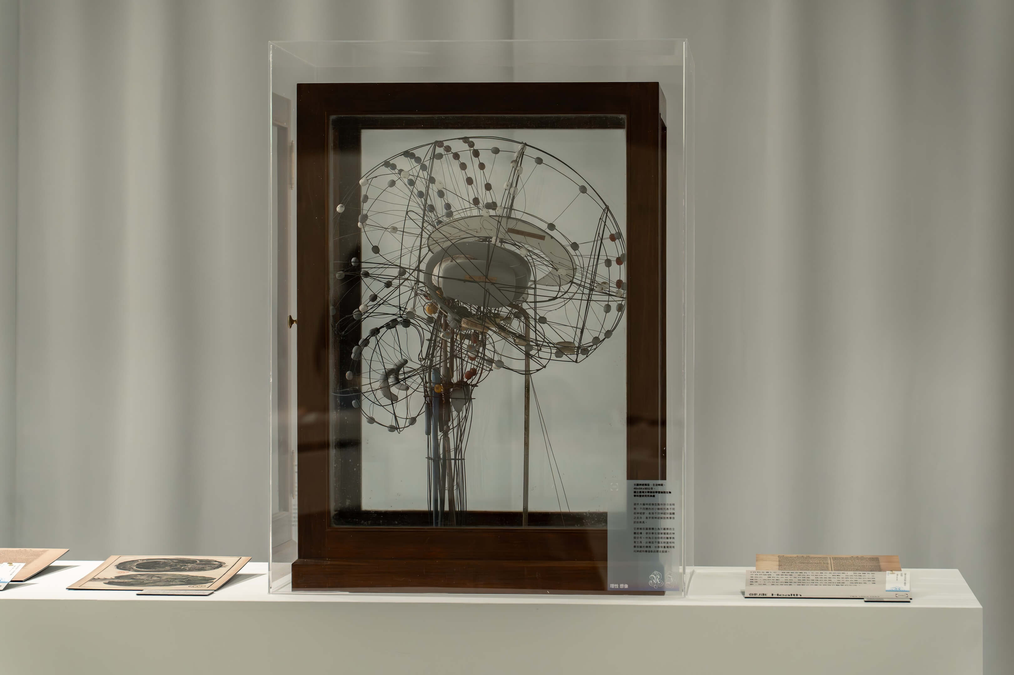 由台灣大學醫學院借展之日治時代腦神經模型。