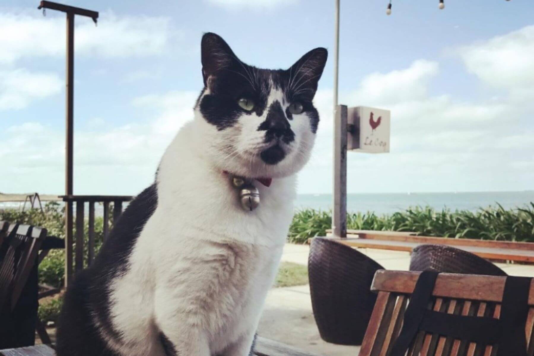 公雞咖啡同時也是寵物友善餐廳，店內有隻超可愛的店貓。圖片來源／Le Coq公雞咖啡社群