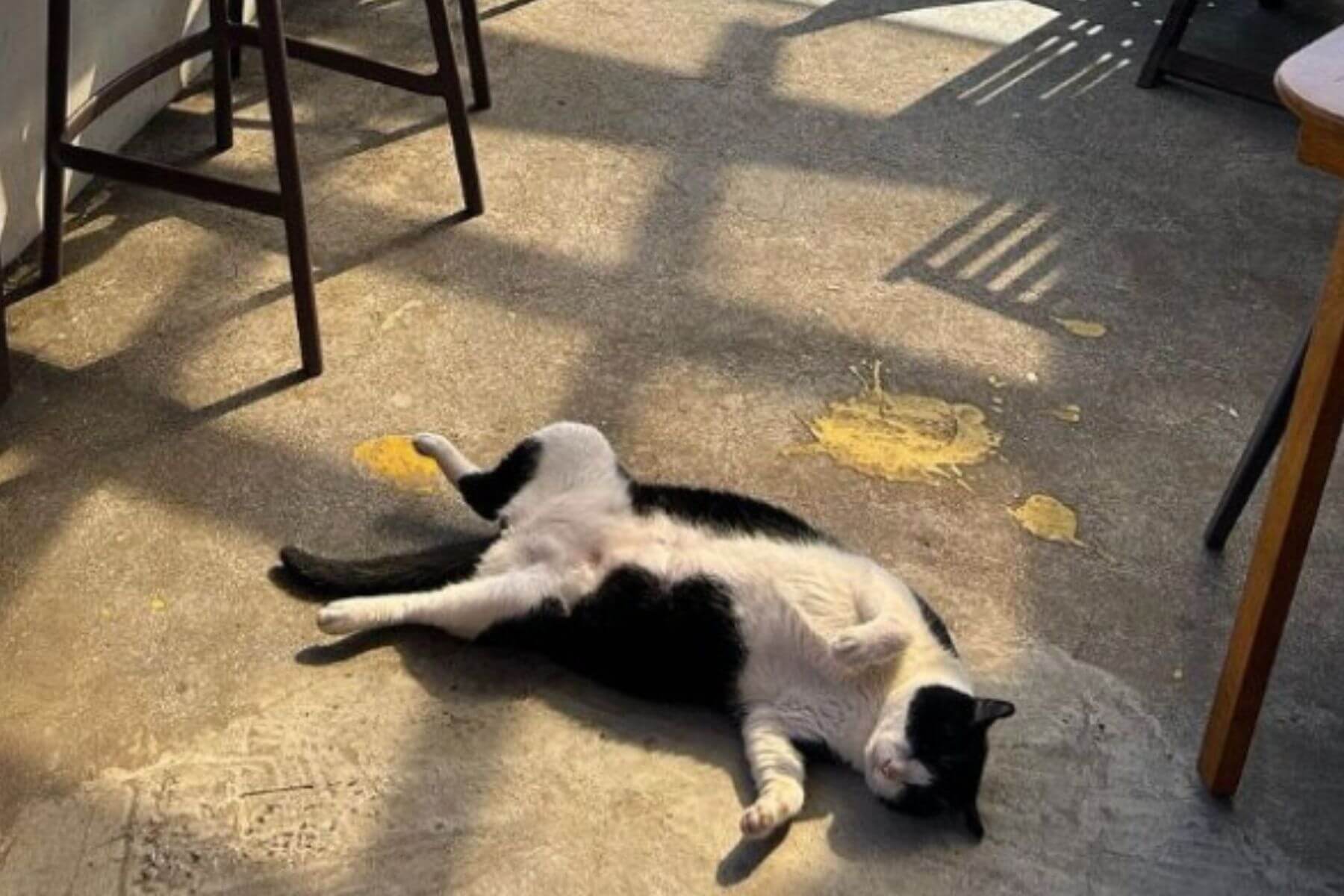 店內時不時可以看見貓咪睡倒的可愛模樣。圖片來源／金山跳石沒有名字的咖啡店社群