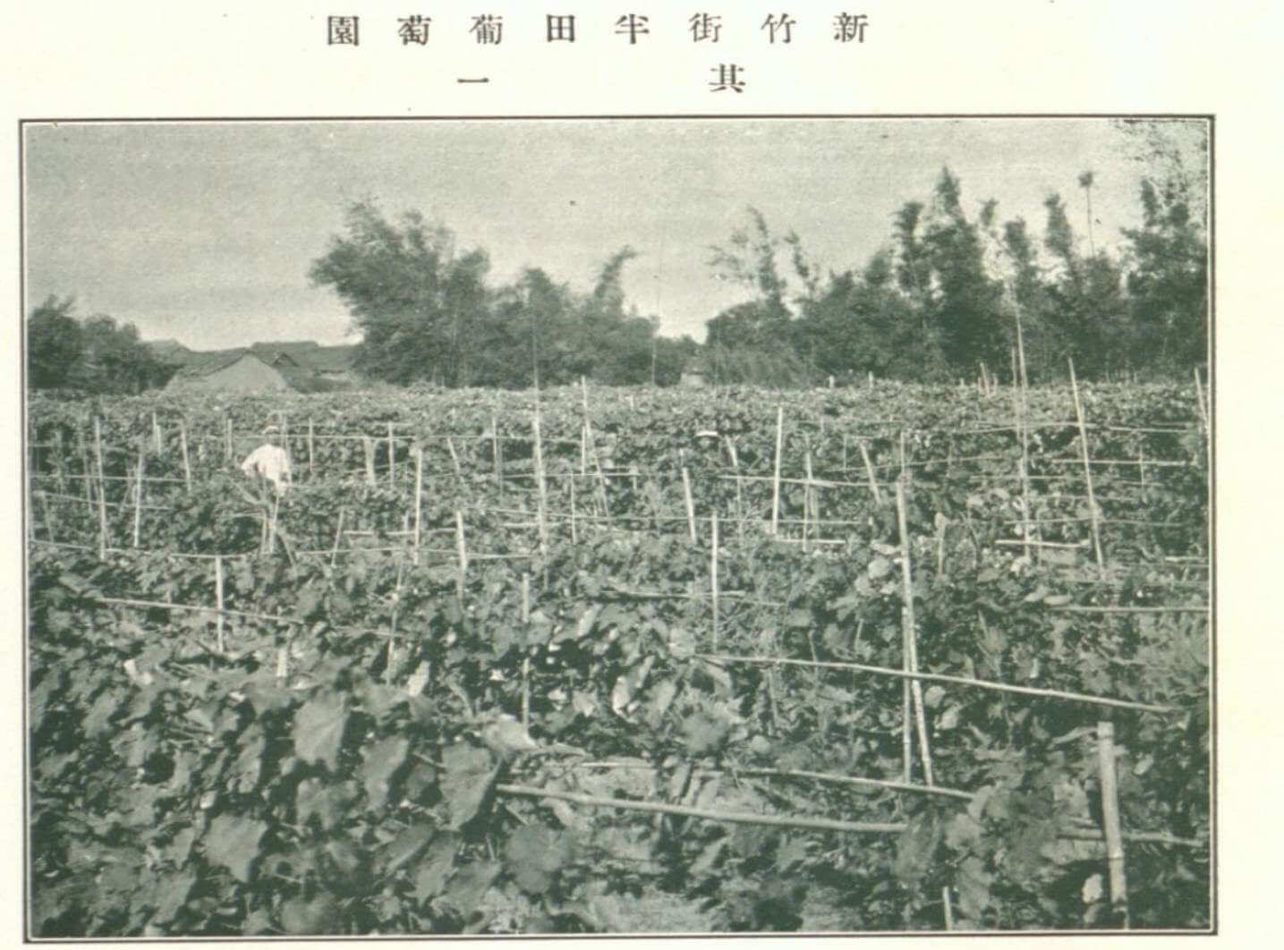 圖說：翻攝史料，可見當時新竹街區葡萄田種植影像，照片由陳千浩提供。