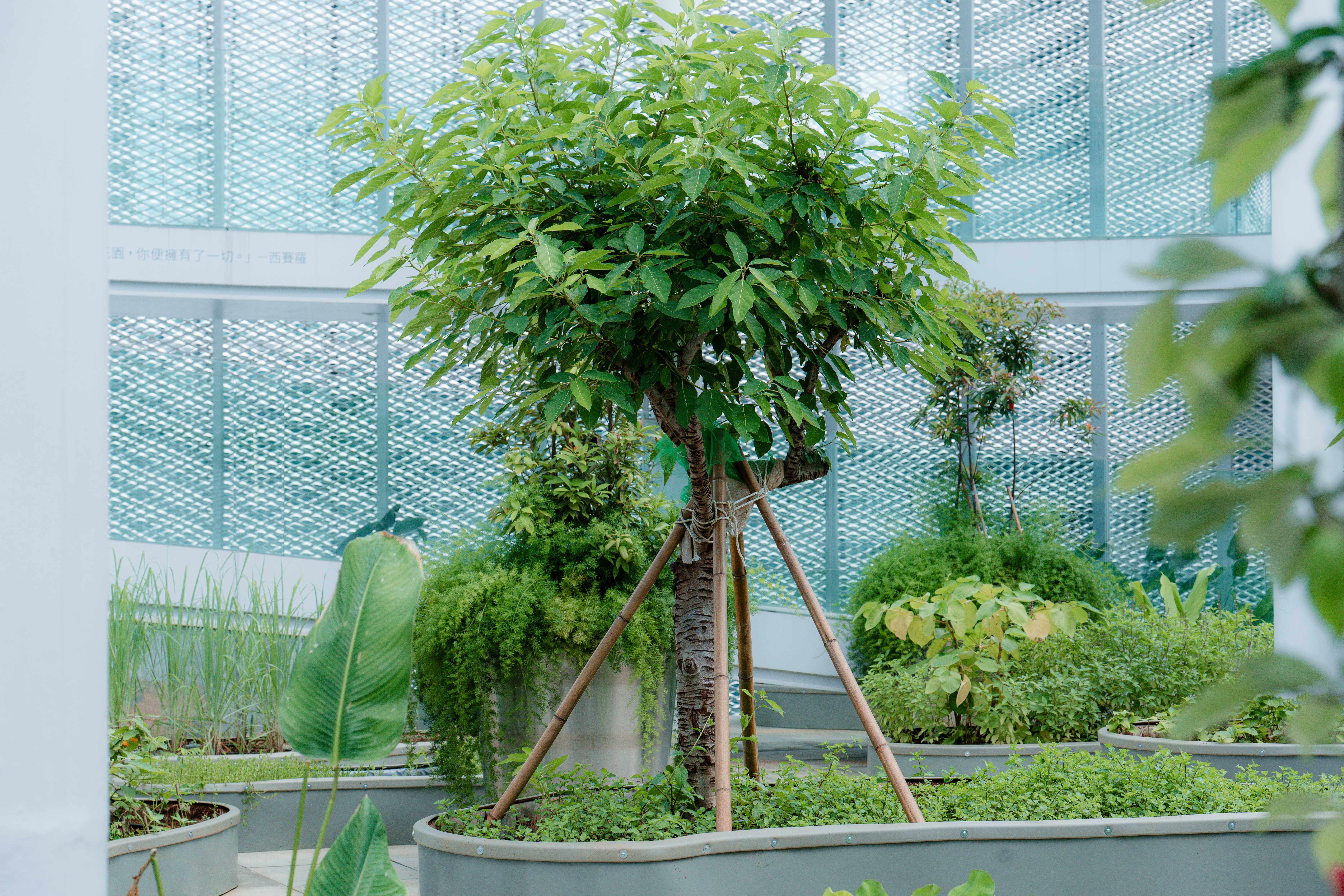 綠美圖「越南移民花園－無界花園」無花果樹。圖片提供：臺中市立美術館。攝影：林峻永。