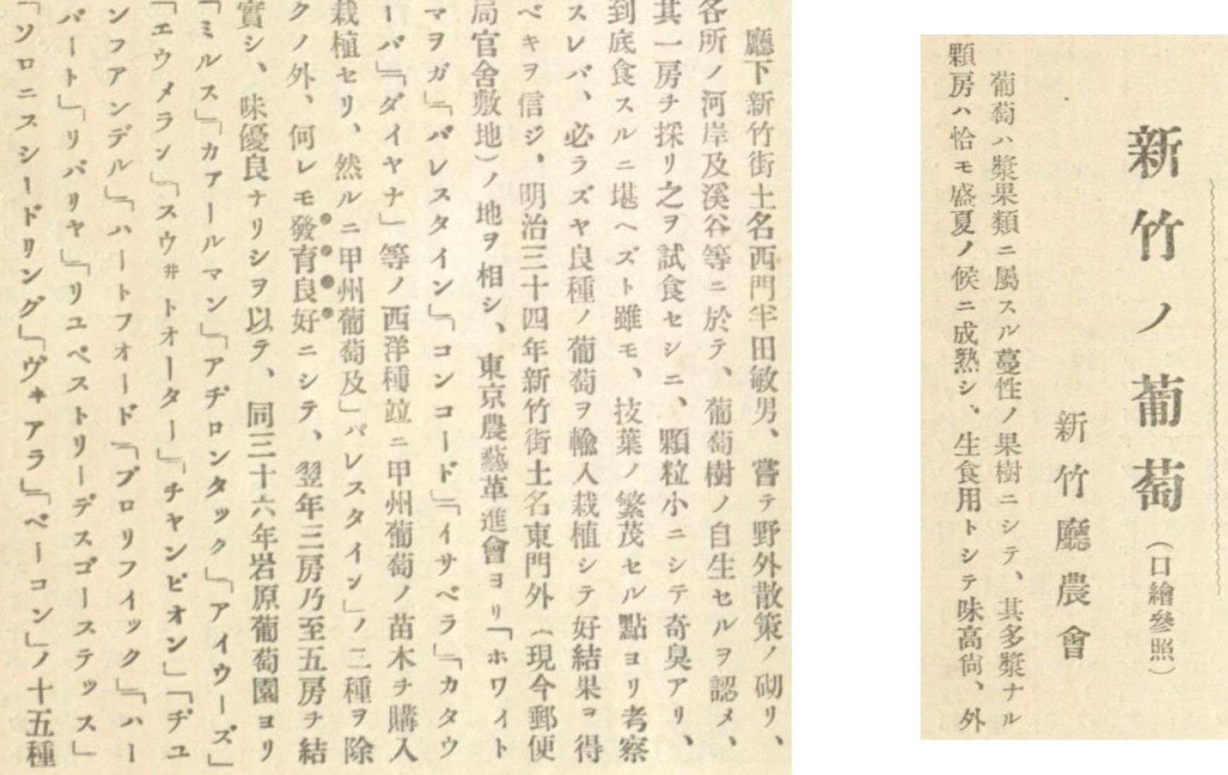 圖說：翻攝史料，可見當時「半田敏男」曾於新竹種植葡萄的歷史，照片由陳千浩提供。