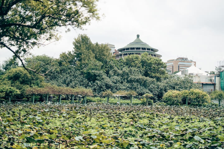 台北植物園:景觀與文化疊加的城市森林