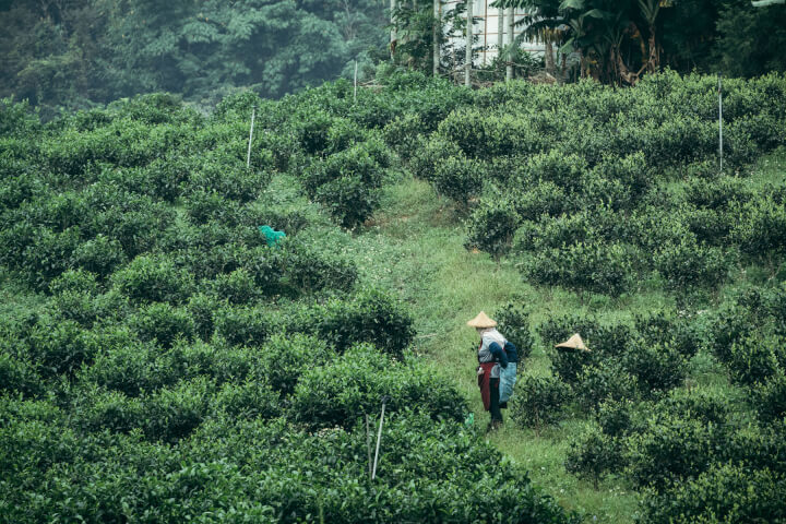 魚池紅茶復興之路：從產業再造到品牌形塑