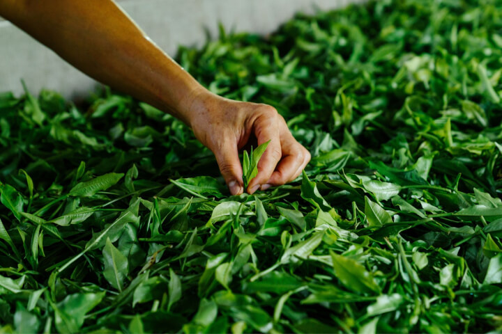 復興魚池日月潭茶文化：和菓森林如何創造本土優質紅茶？