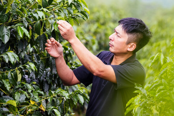 用鄒族語為咖啡豆命名——「鄒築園」方政倫的百年計畫