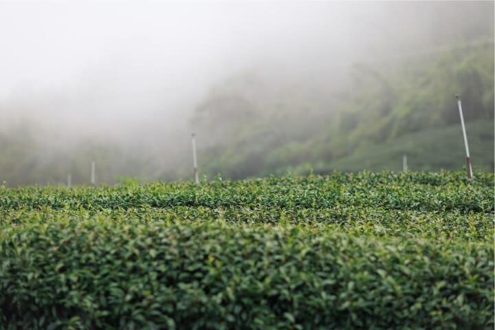 阿里山茶<mark>產業</mark>新紀元：從在地茶園到國際茶都的蛻變之路