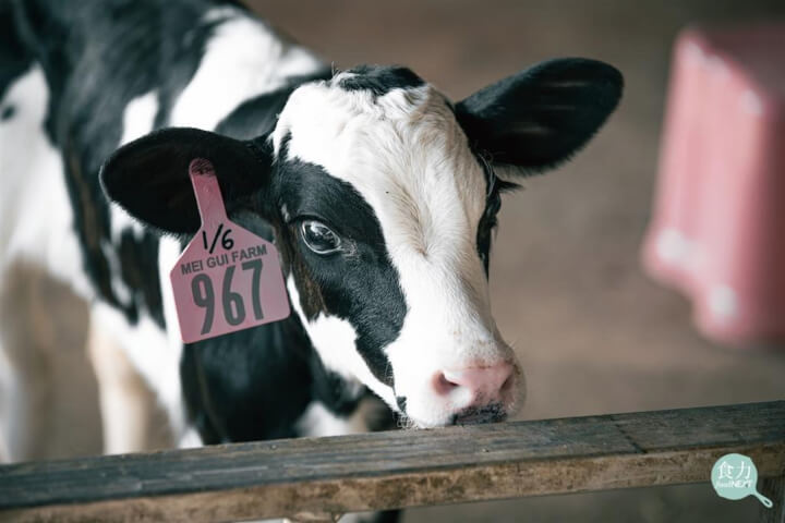 鮮乳保衛戰！台灣乳業60年全紀錄：面對紐西蘭零關稅的2025關鍵年