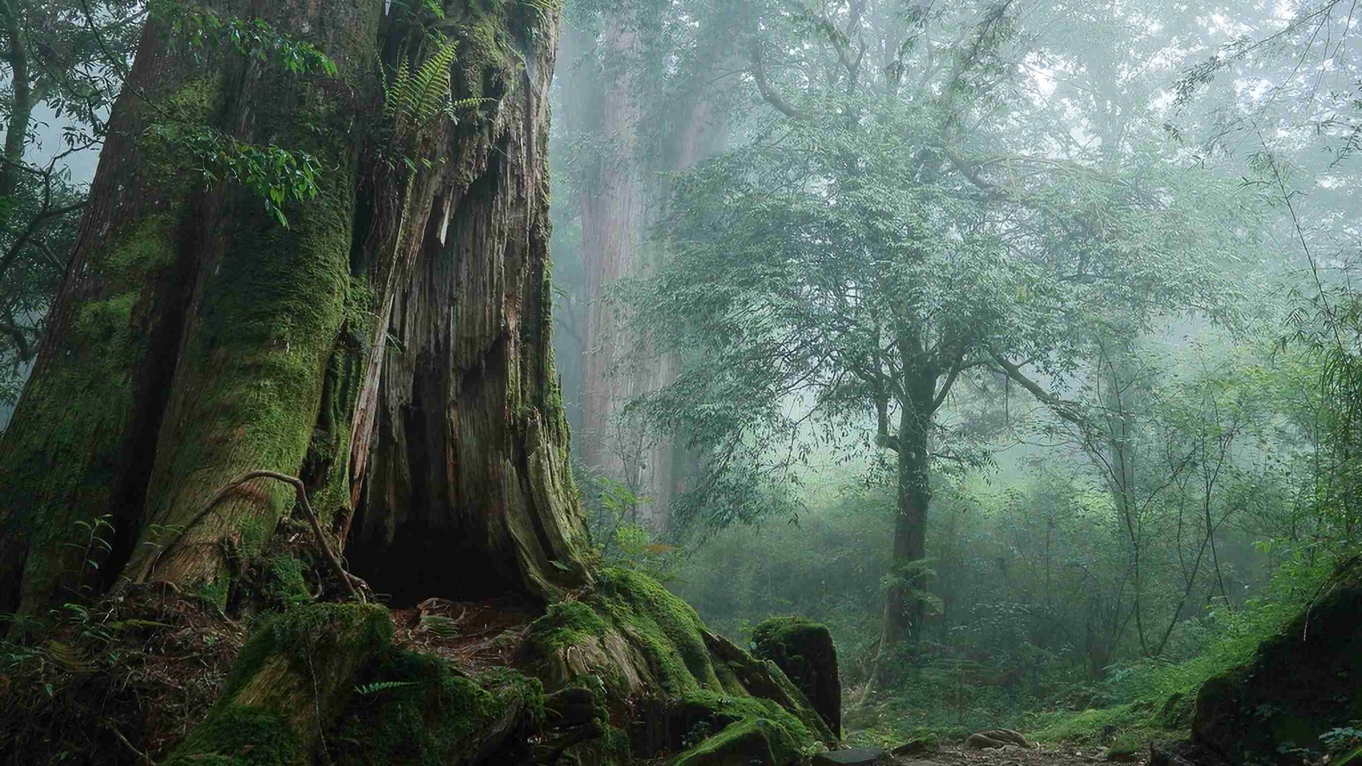 《國家地理雜誌》推薦！台灣5大世界級生態秘境：恐龍時代樹蕨、綠蠵龜天堂、千年紅檜林全收錄