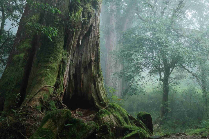 《國家地理雜誌》推薦！台灣5大世界級生態秘境：恐龍時代樹蕨、綠蠵龜天堂、千年紅檜林全收錄