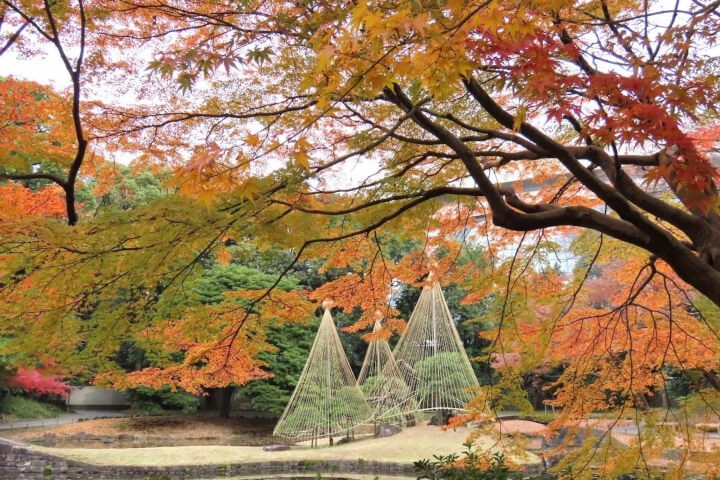 東京賞楓一日遊：從平安貴族到現代東京——體驗千年「紅葉狩」文化傳統