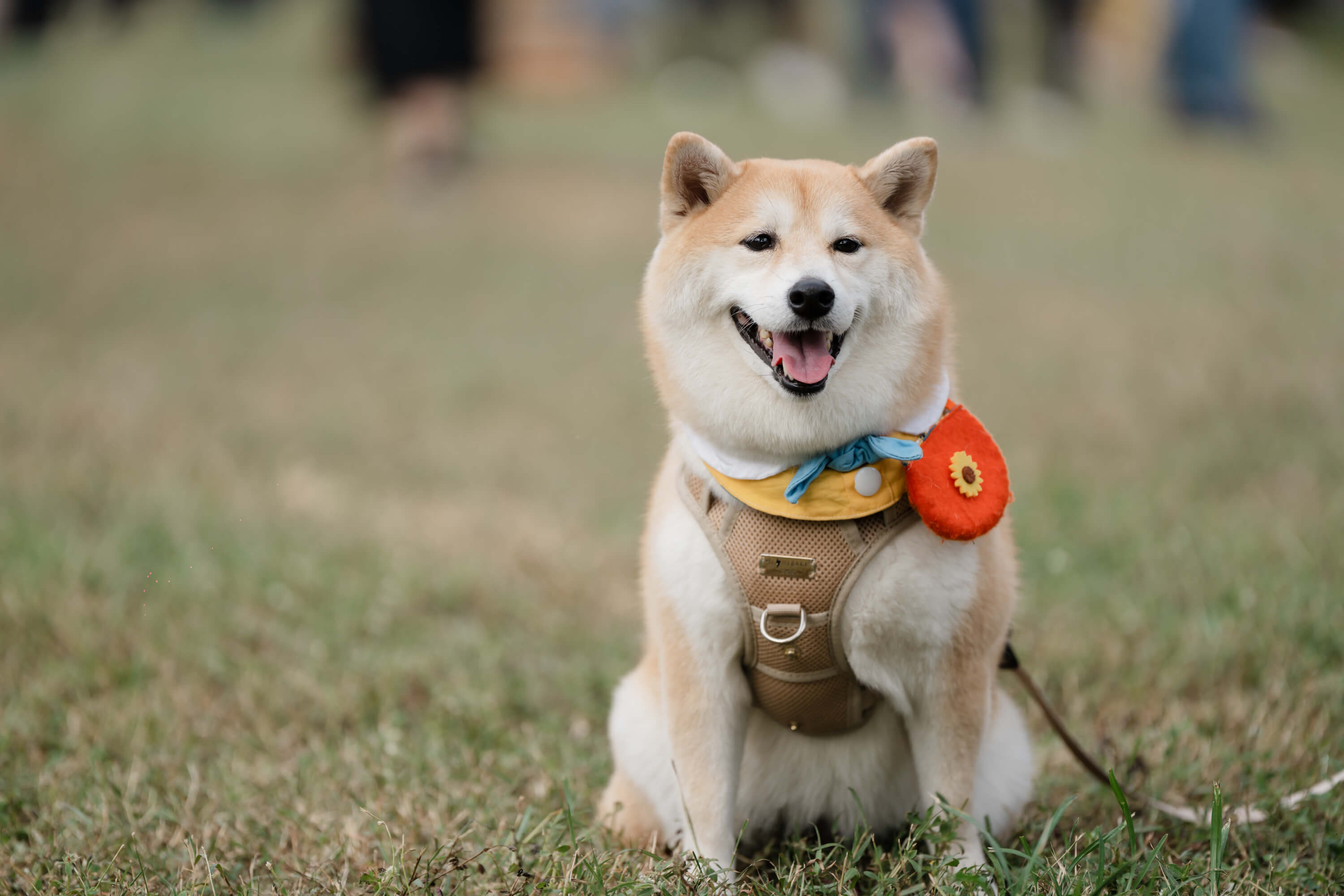 城市裡的溫柔吹響：當鳳山五甲公園成為一座「好伴」小鎮