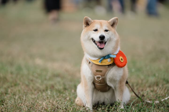 城市裡的溫柔吹響：當鳳山五甲公園成為一座「好伴」小鎮